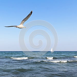 Seagull and a ship at the sea