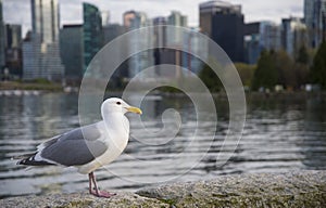 Seagull on the shore
