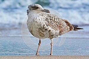 Seagull on the shore