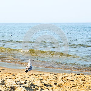 Seagull on the shore of the beach against the background of the sea