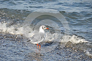 Seagull on shore