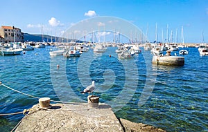 Seagull on shore in idyllic coastal town. Boats moored, bay, summer.