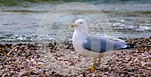 Seagull at Shore in Rural Ontario Canada