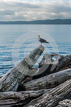 Seagull shoreline landscape