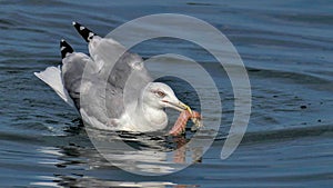 Seagull with shrimp in its beak