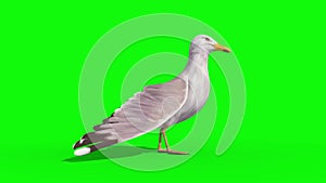 Seagull side green screen 3D Renderings Animations