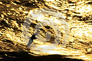 Seagull Silhouette against Golden Waves