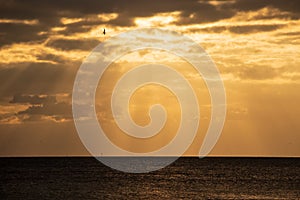 Seagull silhouette as it flies through the sunbeams at sunet on Fort Myers Beach, FL