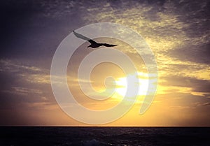 Seagull Silhouette