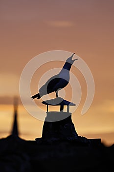 Seagull silhouette calling at sunset