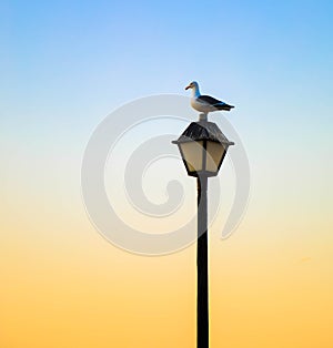 Silhouette of seagull and lantern