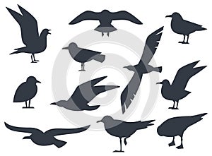 Seagull silhouette set isolated on white background vector. Set flying seagull. Black birds on a white background