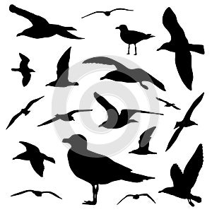 Seagull silhouette set on white background vector