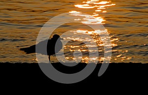 Seagull silhouette at sunset