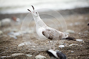 Seagull singing