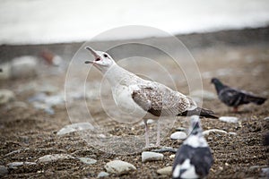 Seagull singing