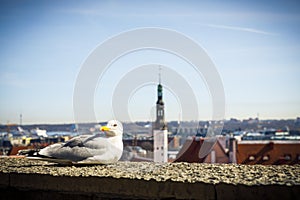 Seagull sit on a wall, old town of Tallinn in background