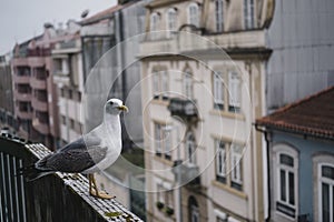 A seagull sits on the balcony. Close-up. Portugal.