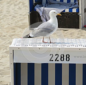 A seagull sits on a beach chair