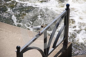 A seagull sits on a coastal fence near the water.