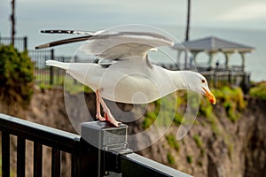 Seagull sits on a fence in a park near the ocean coast