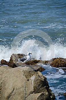 Seagull sits near the Pacific Ocean at Point Cabrillo in San Diego as water splashes up on the rock