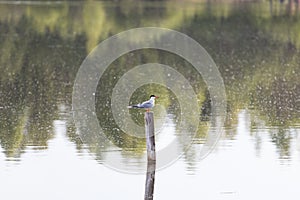 Seagull sits on a pole