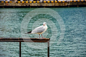 Seagull on the railing on the beach