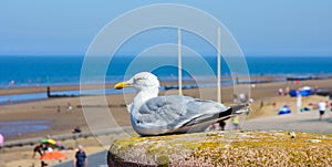 A seagull sits and watches across the beach from a high point on the promenade