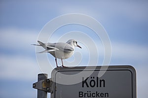 seagull sittin on a sign with the german words cologne bridges