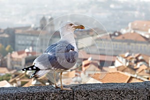 Seagull sitting on the background of the old town, Porto