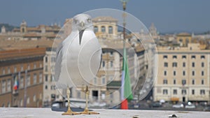 Seagull is sitting on the background of Rome and the square of Venice