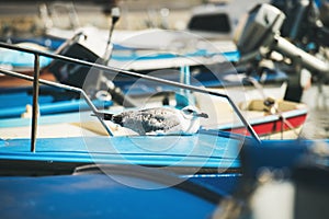 Seagull sitting on blue boat sundeck in Piran marina