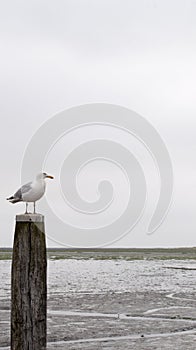 Seagull