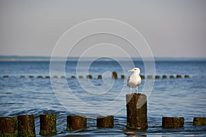 Seagull sitting on breakwater