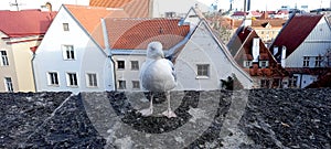 Seagull sitting on a brick wall