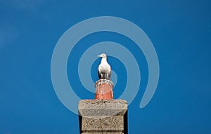 Seagull sitting on a chimney