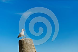 A seagull sitting on the concrete reinforcements of the port in Kolobrzeg, Poland.