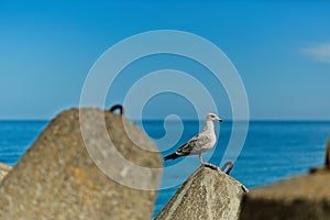 A seagull sitting on the concrete reinforcements of the port in Kolobrzeg, Poland.