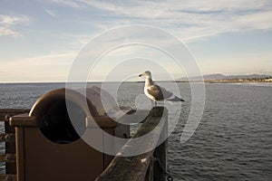 Seagull Sitting on Corner of Pier Railing