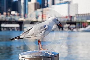 Seagull Sitting by Darling Harbour in Sydney