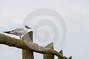 Seagull sitting on a fence