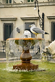 Seagull sitting on fountain in front of