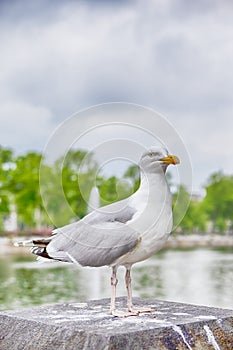 Seagull Sitting in Front of Binnenhof Palace of Parliament inThe Hague in The Netherlands At Daytime