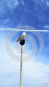 Seagull Sitting On Lamp with Blue Sky and Airplane Trail