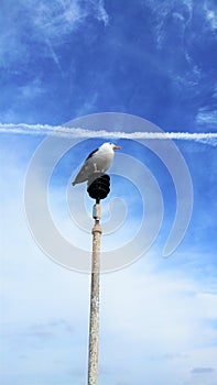 Seagull Sitting On Lamp with Blue Sky and Airplane Trail photo