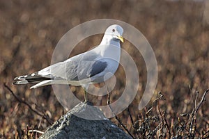 Seagull are sitting on a large stone