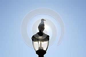 Seagull is sitting on the light