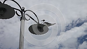 Seagull sitting on light pole