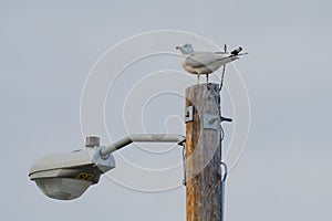 Seagull sitting on Light post
